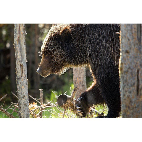 Grizzly Bear near Swan Lake, Yellowstone National Park White Modern Wood Framed Art Print by The Yellowstone Collection