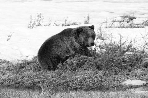 Grizzly Bear at Blacktail Pond, Yellowstone National Park White Modern Wood Framed Art Print with Double Matting by Peaco, Jim