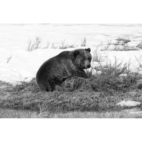 Grizzly Bear at Blacktail Pond, Yellowstone National Park Black Modern Wood Framed Art Print with Double Matting by Peaco, Jim