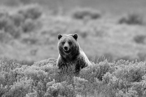 Grizzly Bear on Swan Lake Flats, Yellowstone National Park Black Ornate Wood Framed Art Print with Double Matting by Peaco, Jim