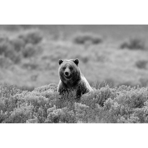 Grizzly Bear on Swan Lake Flats, Yellowstone National Park Gold Ornate Wood Framed Art Print with Double Matting by Peaco, Jim