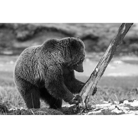 Grizzly Bear near Obsidian Creek, Yellowstone National Park White Modern Wood Framed Art Print by Peaco, Jim