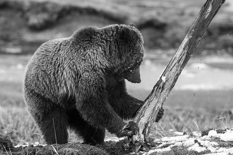 Grizzly Bear near Obsidian Creek, Yellowstone National Park Black Ornate Wood Framed Art Print with Double Matting by Peaco, Jim