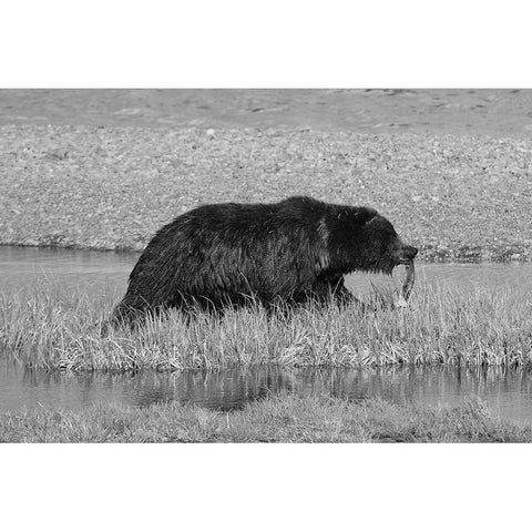 Grizzly Bear at Yellowstone Lake, Yellowstone National Park White Modern Wood Framed Art Print by Schneider, Dylan