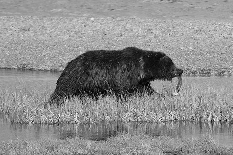 Grizzly Bear at Yellowstone Lake, Yellowstone National Park Black Ornate Wood Framed Art Print with Double Matting by Schneider, Dylan