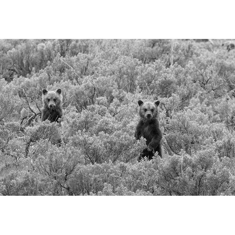 Grizzly Cubs, Yellowstone National Park Black Modern Wood Framed Art Print with Double Matting by Peaco, Jim