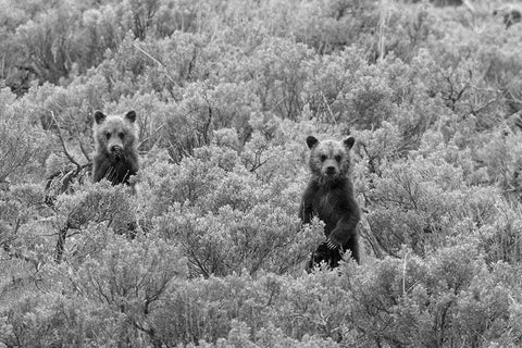 Grizzly Cubs, Yellowstone National Park White Modern Wood Framed Art Print with Double Matting by Peaco, Jim