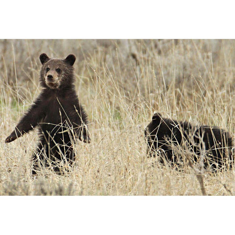 Grizzly Cubs near Fishing Bridge, Yellowstone National Park White Modern Wood Framed Art Print by Peaco, Jim