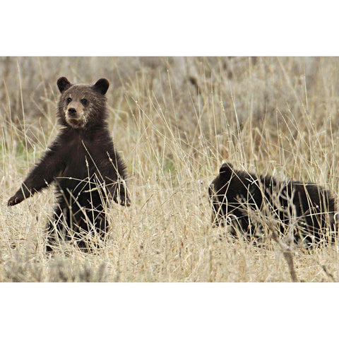 Grizzly Cubs near Fishing Bridge, Yellowstone National Park Black Modern Wood Framed Art Print with Double Matting by Peaco, Jim