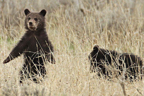 Grizzly Cubs near Fishing Bridge, Yellowstone National Park Black Ornate Wood Framed Art Print with Double Matting by Peaco, Jim