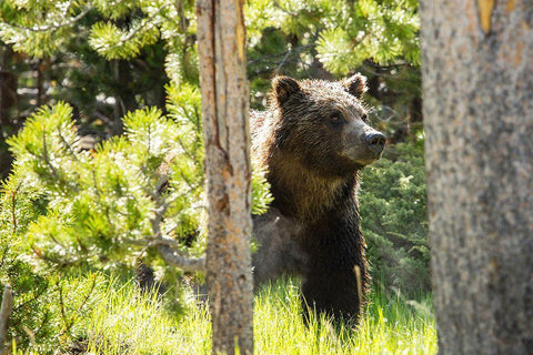 Grizzly near Swan Lake, Yellowstone National Park White Modern Wood Framed Art Print with Double Matting by The Yellowstone Collection