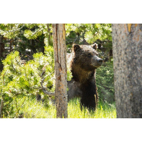 Grizzly near Swan Lake, Yellowstone National Park Gold Ornate Wood Framed Art Print with Double Matting by The Yellowstone Collection