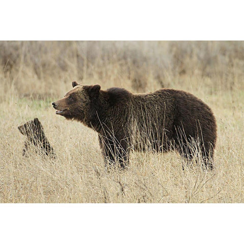 Grizzly Sow and Cub near Fishing Bridge, Yellowstone National Park Gold Ornate Wood Framed Art Print with Double Matting by Peaco, Jim