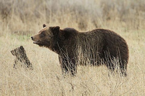 Grizzly Sow and Cub near Fishing Bridge, Yellowstone National Park White Modern Wood Framed Art Print with Double Matting by Peaco, Jim