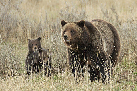 Grizzly Sow and Cubs near Fishing Bridge, Yellowstone National Park White Modern Wood Framed Art Print with Double Matting by Peaco, Jim