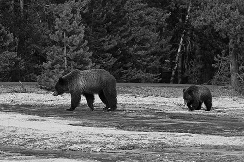 Grizzly Sow and Yearling near Daisy Geyser, Yellowstone National Park White Modern Wood Framed Art Print with Double Matting by Peaco, Jim