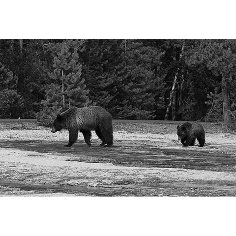 Grizzly Sow and Yearling near Daisy Geyser, Yellowstone National Park Gold Ornate Wood Framed Art Print with Double Matting by Peaco, Jim