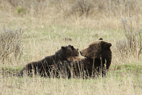 Grizzly Sow Nursing Cubs near Fishing Bridge, Yellowstone National Park Black Ornate Wood Framed Art Print with Double Matting by Peaco, Jim