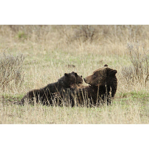 Grizzly Sow Nursing Cubs near Fishing Bridge, Yellowstone National Park White Modern Wood Framed Art Print by Peaco, Jim