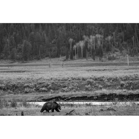 Grizzly, Lamar Valley, Yellowstone National Park White Modern Wood Framed Art Print by The Yellowstone Collection