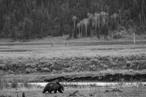 Grizzly, Lamar Valley, Yellowstone National Park White Modern Wood Framed Art Print with Double Matting by The Yellowstone Collection