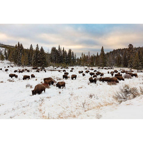 Bison near Wraith Falls Trailhead, Yellowstone National Park Black Modern Wood Framed Art Print with Double Matting by Frank, Jacob W.