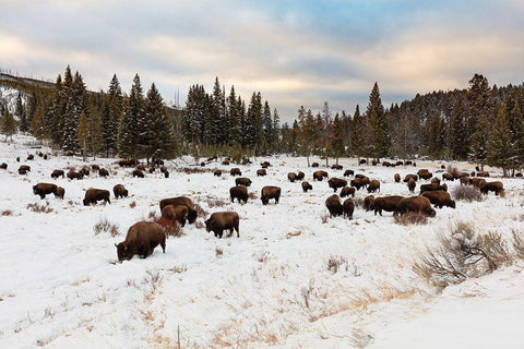 Bison near Wraith Falls Trailhead, Yellowstone National Park White Modern Wood Framed Art Print with Double Matting by Frank, Jacob W.