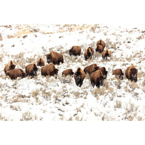 Bison near Blacktail Ponds, Yellowstone National Park Gold Ornate Wood Framed Art Print with Double Matting by Frank, Jacob W.