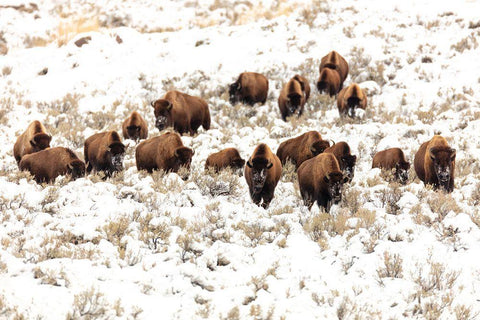 Bison near Blacktail Ponds, Yellowstone National Park White Modern Wood Framed Art Print with Double Matting by Frank, Jacob W.