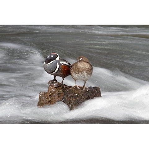 Harlequin Ducks, Yellowstone River, Yellowstone National Park Black Modern Wood Framed Art Print with Double Matting by Peaco, Jim