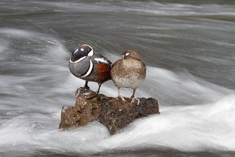 Harlequin Ducks, Yellowstone River, Yellowstone National Park Black Ornate Wood Framed Art Print with Double Matting by Peaco, Jim