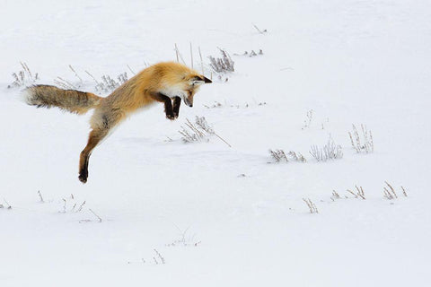 Hunting Fox Leaping, Hayden Valley, Yellowstone National Park White Modern Wood Framed Art Print with Double Matting by The Yellowstone Collection