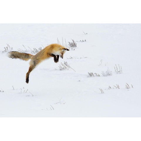 Hunting Fox Leaping, Hayden Valley, Yellowstone National Park White Modern Wood Framed Art Print by The Yellowstone Collection