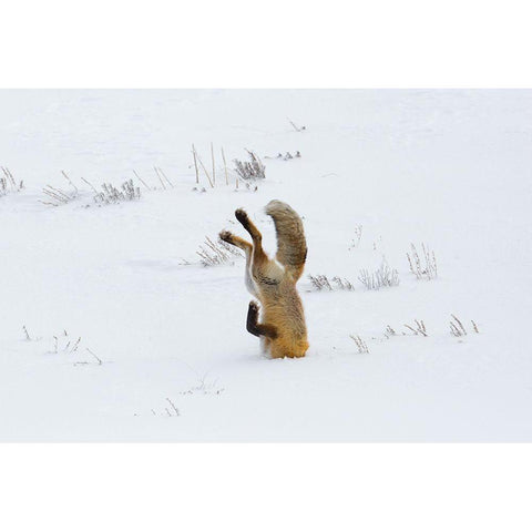 Hunting Fox, Head First, Hayden Valley, Yellowstone National Park White Modern Wood Framed Art Print by The Yellowstone Collection