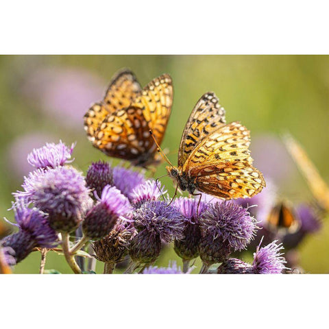 Hydaspe Butterflies, Mammoth Hot Springs, Yellowstone National Park Gold Ornate Wood Framed Art Print with Double Matting by The Yellowstone Collection