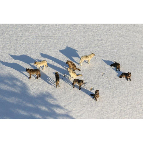 Junction Butte Wolf Pack, Yellowstone National Park Gold Ornate Wood Framed Art Print with Double Matting by Stahler, Dan