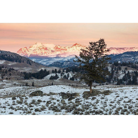 Last light on Cutoff Mountain, Yellowstone National Park White Modern Wood Framed Art Print by The Yellowstone Collection