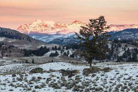 Last light on Cutoff Mountain, Yellowstone National Park White Modern Wood Framed Art Print with Double Matting by The Yellowstone Collection