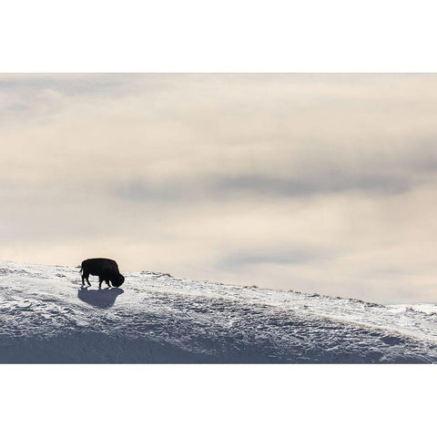 Lone Bison in Hayden Valley, Yellowstone National Park Black Modern Wood Framed Art Print with Double Matting by The Yellowstone Collection