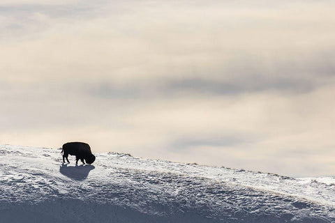 Lone Bison in Hayden Valley, Yellowstone National Park White Modern Wood Framed Art Print with Double Matting by The Yellowstone Collection