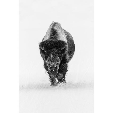 Lone Bull Bison, Yellowstone National Park Black Modern Wood Framed Art Print with Double Matting by The Yellowstone Collection