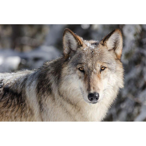 Lone Wolf, Yellowstone National Park White Modern Wood Framed Art Print by The Yellowstone Collection