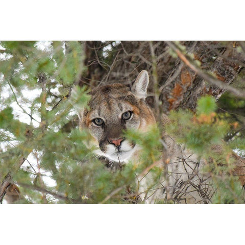 Male Cougar, Yellowstone National Park Gold Ornate Wood Framed Art Print with Double Matting by The Yellowstone Collection