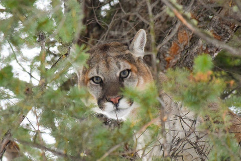 Male Cougar, Yellowstone National Park White Modern Wood Framed Art Print with Double Matting by The Yellowstone Collection