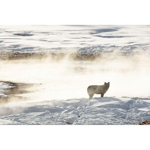 Wolf of the Wapiti Lake Pack, Yellowstone National Park White Modern Wood Framed Art Print by Frank, Jacob W.