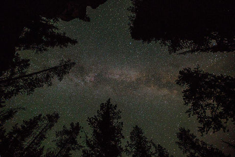 Milky Way and Lodgepole Pines, Yellowstone National Park White Modern Wood Framed Art Print with Double Matting by The Yellowstone Collection