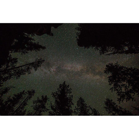 Milky Way and Lodgepole Pines, Yellowstone National Park White Modern Wood Framed Art Print by The Yellowstone Collection