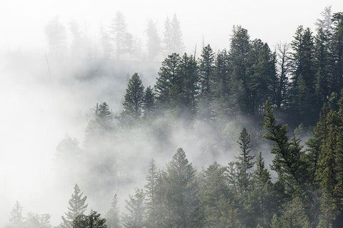 Morning Fog near Tower Fall, Yellowstone National Park White Modern Wood Framed Art Print with Double Matting by The Yellowstone Collection