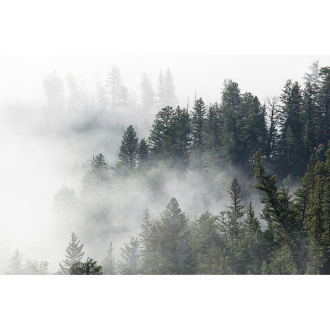 Morning Fog near Tower Fall, Yellowstone National Park Black Modern Wood Framed Art Print by The Yellowstone Collection