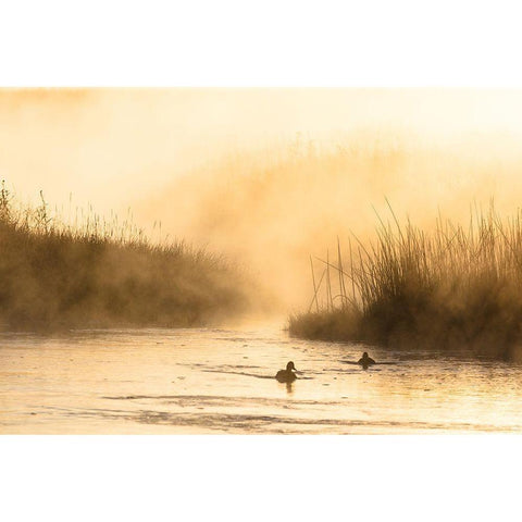 Morning Steam on the Madison River, Yellowstone National Park Gold Ornate Wood Framed Art Print with Double Matting by The Yellowstone Collection